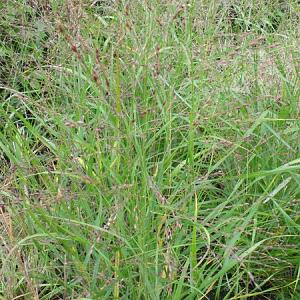 Panicum virgatum 'Kupferhirse'