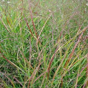 Panicum virgatum 'Rehbraun'