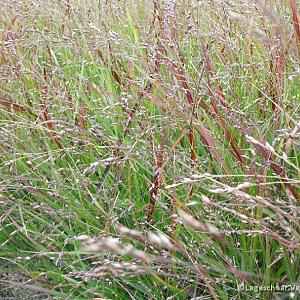 Panicum virgatum 'Shenandoah'