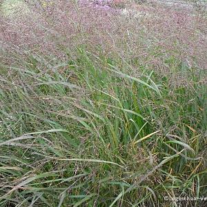 Panicum virgatum 'Warrior'