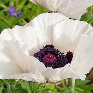 Papaver or. 'Royal Wedding'