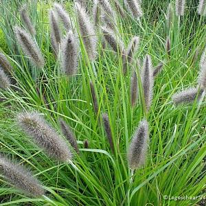 Pennisetum alop. viridescens