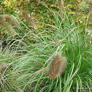 Pennisetum al. 'Cassian'