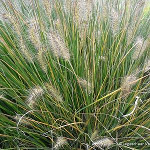 Pennisetum al. 'Gelbstiel'