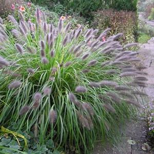 Pennisetum al. 'Moudry'