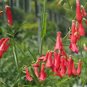 Penstemon b. 'Coccineus'