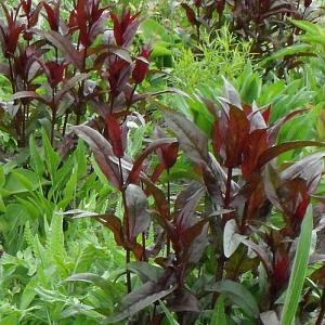 Penstemon digit. 'Husker Red'