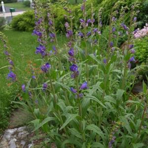 Penstemon strictus