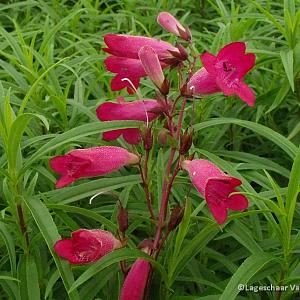 Penstemon 'Andenken an F. Hahn'