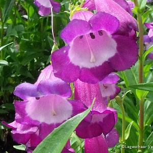 Penstemon 'Purple Passion'