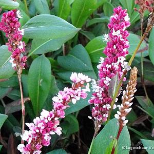 Persicaria aff. 'Superba'