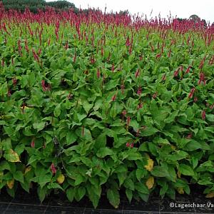 Persicaria amplexicaulis