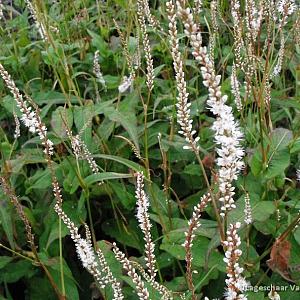 Persicaria a. 'Alba'