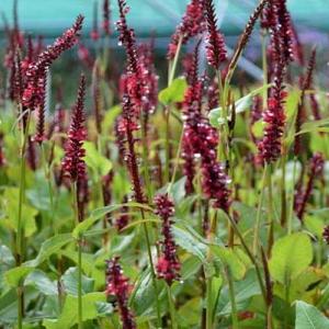 Persicaria a. 'Blackfield'