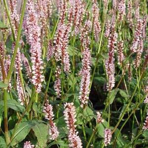 Persicaria a. 'Rosea'