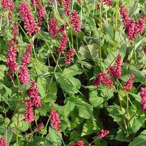 Persicaria a. 'Taurus'