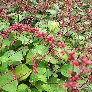 Persicaria filiformis