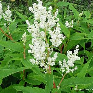 Persicaria polymorpha