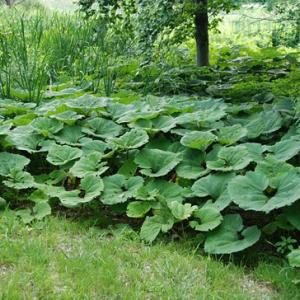 Petasites hybridus