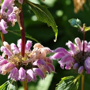 Phlomis tuberosa