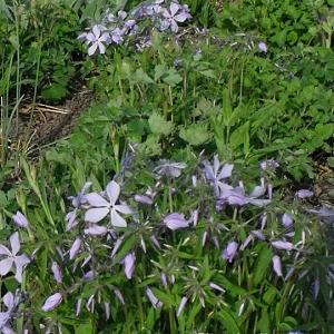 Phlox div. 'Clouds of Perfume'