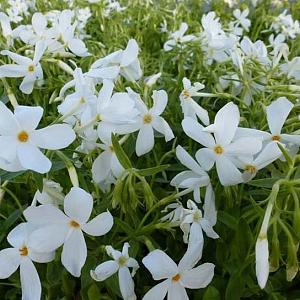 Phlox stolon. 'Alba'