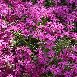 Phlox (S) 'Atropurpurea'