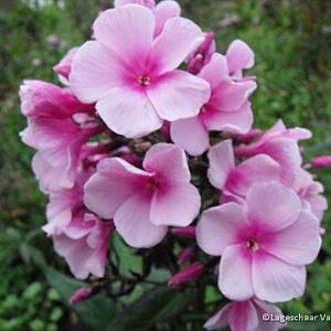 Phlox (P) 'Bright Eyes'