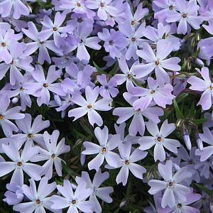 Phlox (S) 'Emerald Cushion Blue'