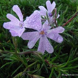 Phlox (S) 'G.F. Wilson'