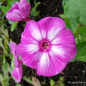 Phlox (P) 'Laura'