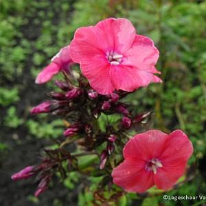 Phlox (P) 'Orange Perfection'