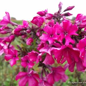 Phlox (P) 'Starfire'