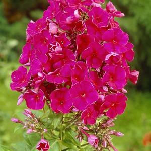 Phlox (P) 'Tenor'