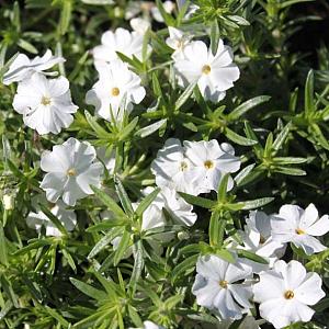 Phlox (S) 'White Delight'