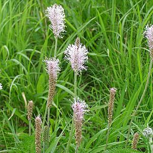 Plantago media