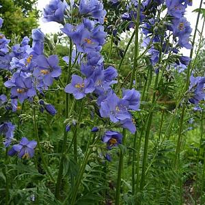 Polemonium caeruleum