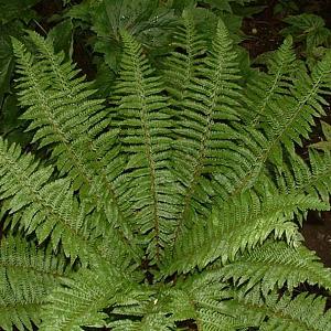 Polystichum braunii