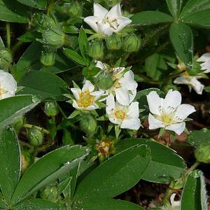 Potentilla tridentata 'Nuuk'