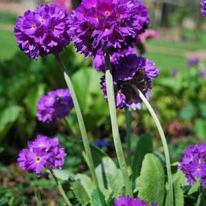 Primula denticulata