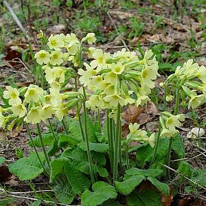 Primula elatior