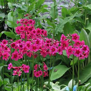 Primula japonica 'Miller's Crimson'