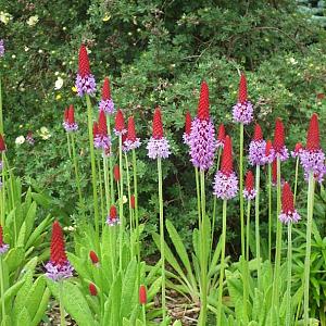 Primula vialii