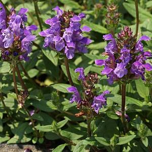 Prunella grandiflora