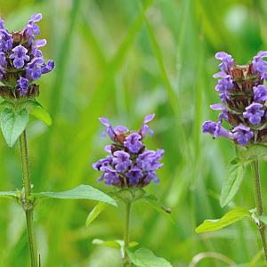 Prunella vulgaris
