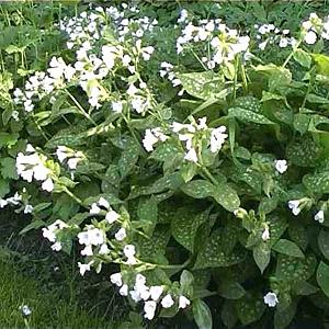 Pulmonaria off. 'Sissinghurst White