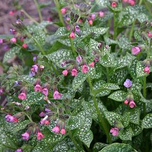 Pulmonaria s. 'Mrs Moon'