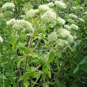 Pycnanthemum pilosum