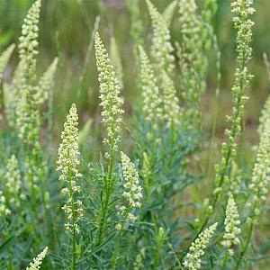 Reseda lutea