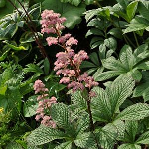 Rodgersia henrici